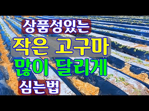 How to plant small sweet potatoes so that they produce a lot of fruit