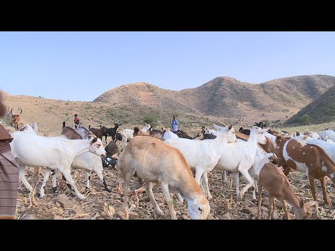 ፍየል ወደ አውሮፓ ኤክስፖርት ላደርግ ነው | በፍየል ተለውጫለሁ | ወጣቱ ምክሬን ከሰማ | በግና ፍየል እርባታ #sheepfarm #sheepgoat #farm