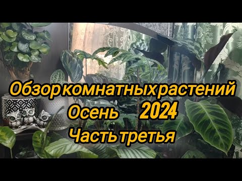Обзор коллекции моих растений. Осень 2024. Часть третья.