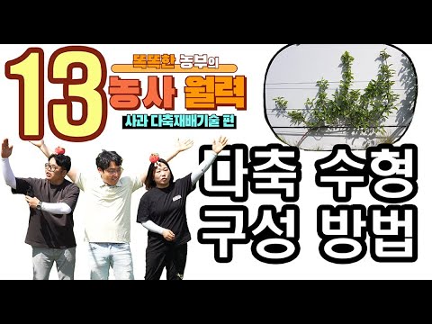 사과다축 재배기술-13편. 다축 수형의 구성 방법 - 똑똑한 농부의 농사월력