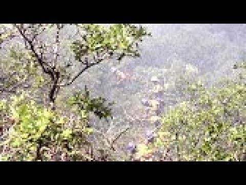 WFSTAR:  Pt 1 1994 South Canyon Fire on Storm King Mountain