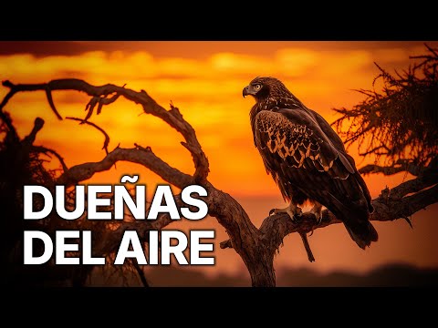 Águilas y Silencios del Bosque | El Arte del Acecho