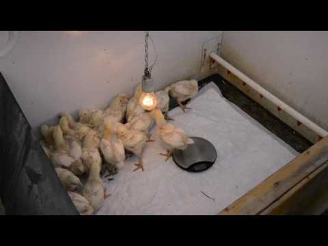 Бройлеры КОББ 500 12 дней