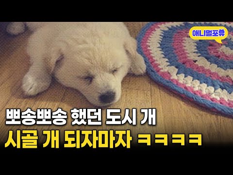 아파트 살던 도시 개, 시골 가자마자 일어난 일 I KBS 동물극장 단짝 230204 방송