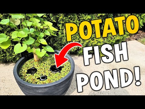 Easy Ricefish Patio Pond (NO-Plugs) Patio / Deck Tutorial