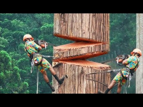 Simple Tools, Crazy Results — The Most Satisfying Woodwork Moments