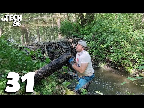 A Beaver Dam In The Forest And A Huge Amount Of Water - Beaver Dam Removal No.31