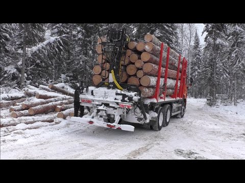 Лесосека. Постройка съезда. Вывозка леса. Фотоловушки.