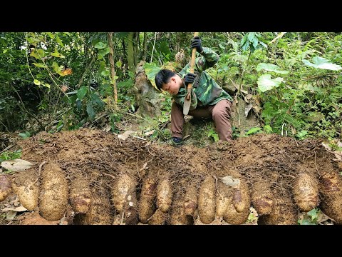Trieu Kha went into the wild forest to harvest giant potatoes to sell for extra income.