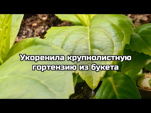 I rooted a large-leaved hydrangea from a bouquet.