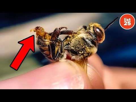 25 Random Facts That Are Too Strange to Google