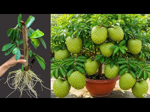 How To Propagate Soursop Trees By Cutting Produces fruit in a short time