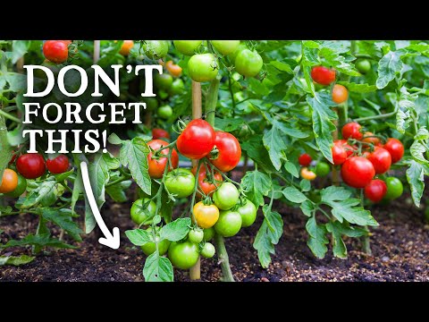 Don't Make THIS Tomato Growing Mistake