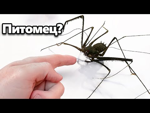 Я Завёл Питомца Пришельца (типа)