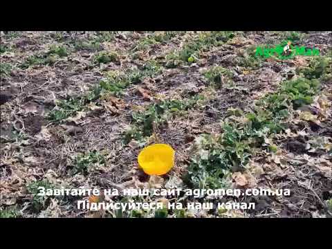 Ріпак контроль прихованохоботника. Вирощування ріпаку