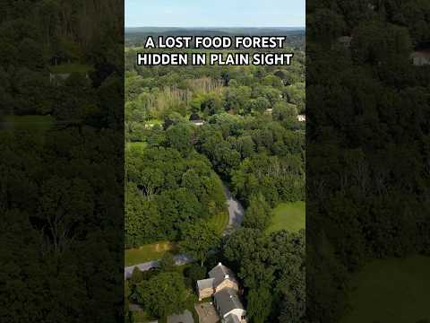 A Lost Food Forest Hidden in Plain Sight