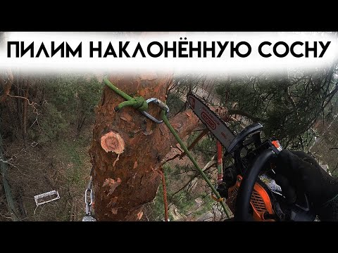 Убираем наклонённую сосну над забором