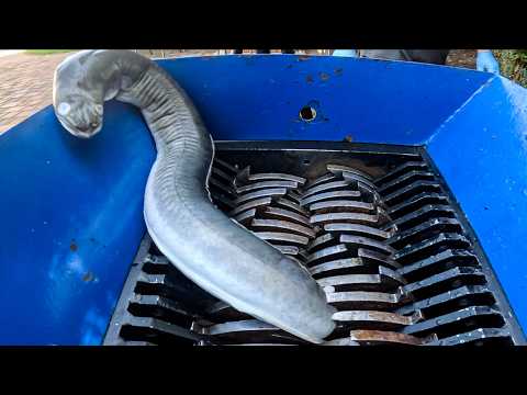 Shredding a Giant Eel! You Won’t Believe the Ending!
