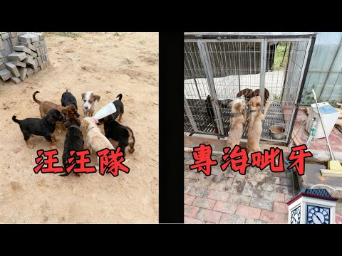 天氣太熱了！給汪汪隊安排冰棒了 #農村生活#小奶狗 #小狗狗#不養狗