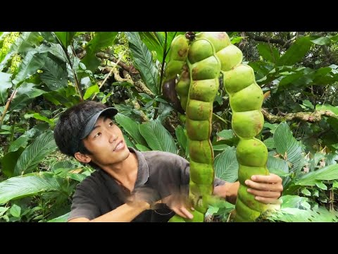菠蘿島冒險生存挑戰！水下和巨型八爪魚搏鬥，用巨型豌豆和蜘蛛螺葷素搭配【探索兄弟】