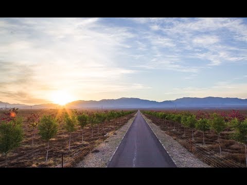 【一席】吳向榮：我在沙漠種樹