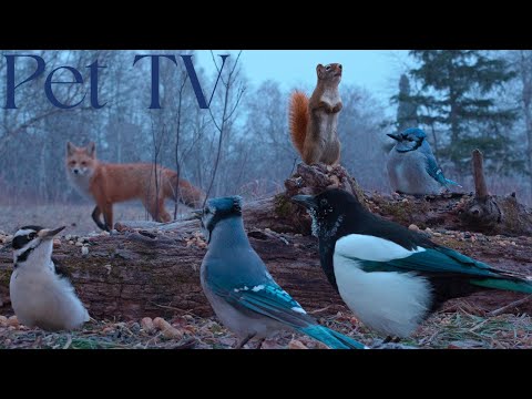 A Wild Day in the Forest 🦊 A Shy Fox, Squirrels and Birds - Cat TV • Dog TV for Pets & People