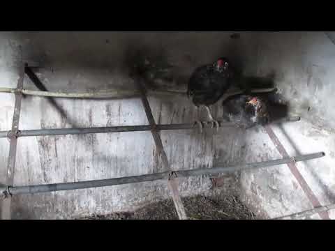 Куриный клещ и пухопероед ! Самый дешовый и простой МЕТОД борьбы с куриным клещом ! chicken mite !