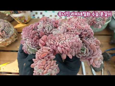 무너진 라피네철화 소환했어요~ 옛날 사진 보니 진짜 많이 크고 예뻐졌어요~ 한쪽이 무너져서 분갈이 다시 합니다~[ 구름다육에서 온 라피네철화를 대품으로 키웠어요~]