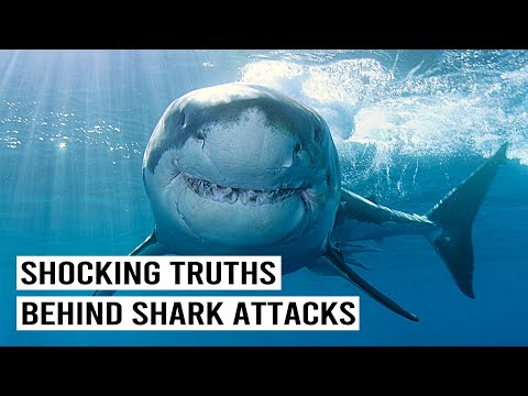 Real Stories About Surviving Shark Attacks