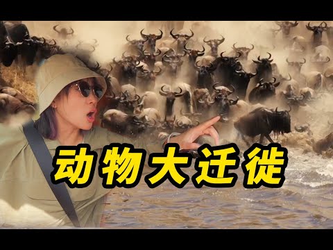 比“狮子王”更残酷，真实的动物大迁徙有多震撼...