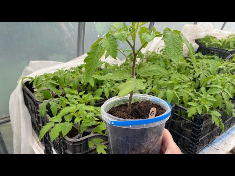 Як ростуть помідори після перевалки у великі горшечки ...