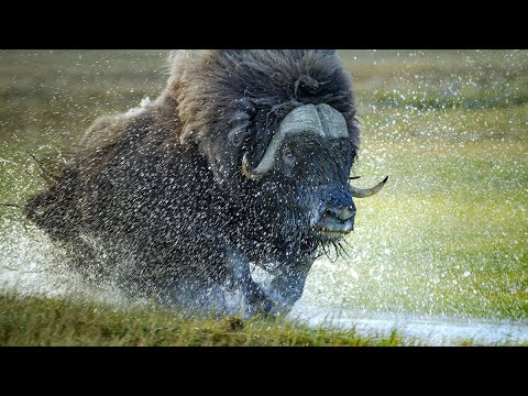 ОВЦЕБЫК - спартанец севера который легко переносит самый лютый мороз!