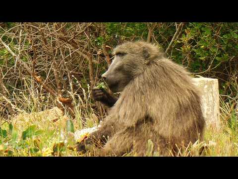 How Baboons Survive on the Edge of a City (4K Documentary)