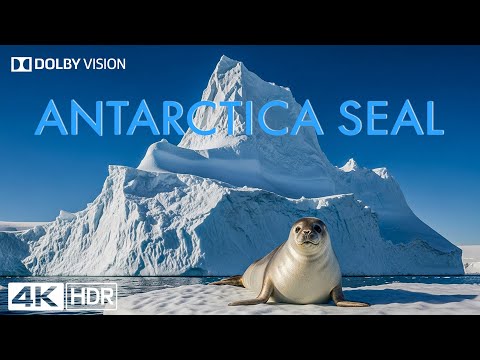 4K WILDLIFE DOCUMENTARY: Antarctica Seals & The Hidden Journeys of the Frozen Continent