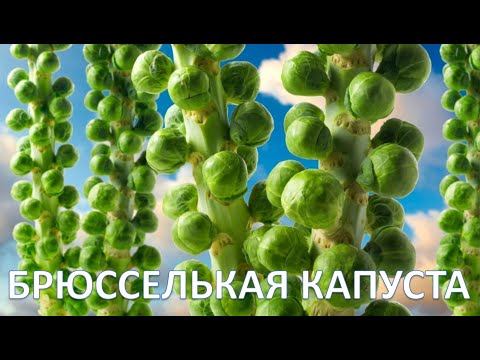 Секреты выращивания брюссельской капусты | Как это растёт?