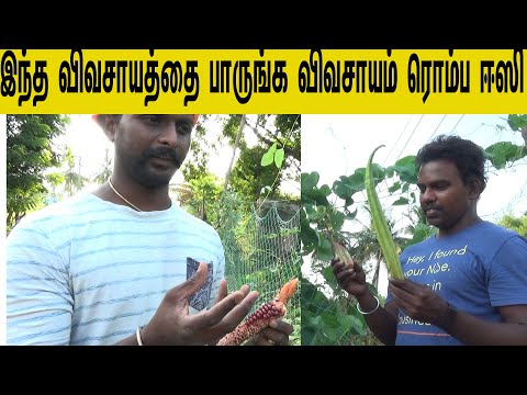 நாட்டு விதைகள் இலவசமாக தருகிறார்