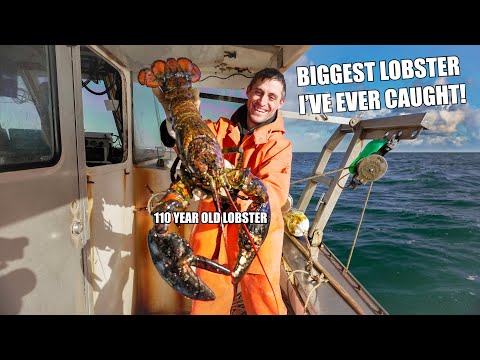 MASSIVE Maine Lobster! (100 years old?!)
