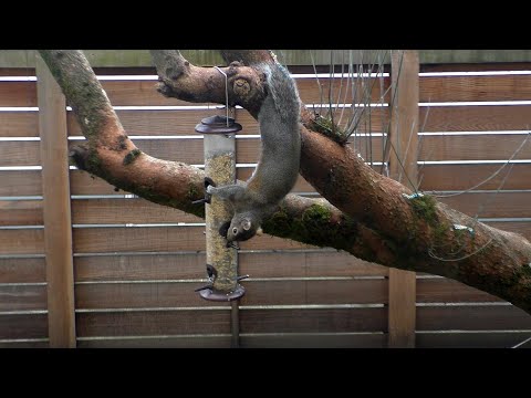 Audubon Squirrel-Proof Bird Feeder: Does it Really Work?
