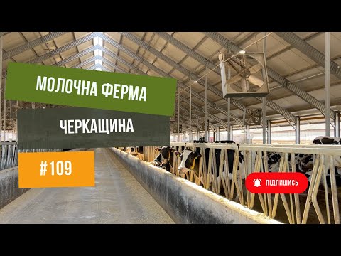 #109 Ферма ВРХ 🐄 на Черкащині. Корови на "каруселі", сучасний молочний комплекс 👌
