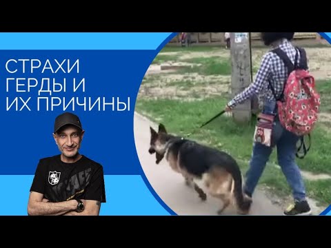 СТРАХИ Герды и их основные причины(Немецкая Овчарка)