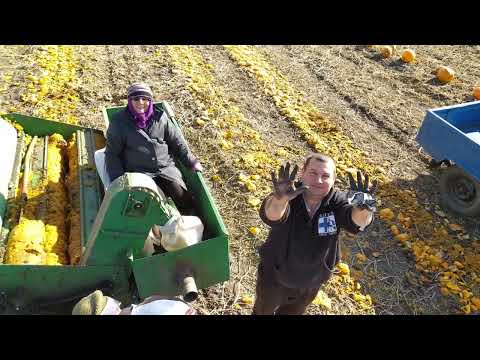 Після першого морозу. Молотимо гарбуз. 70 соток - цілий день. Що то за техніка, яка не ламається?