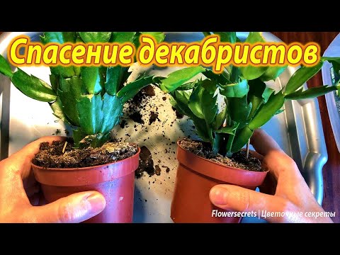 Transplanting Decembrist, how to properly transplant Schlumbergera, choosing soil for quick adapt...