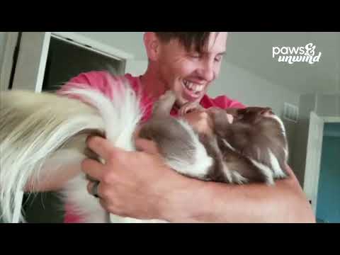 Paws & Unwind | BEST Pet Videos to Make You Smile