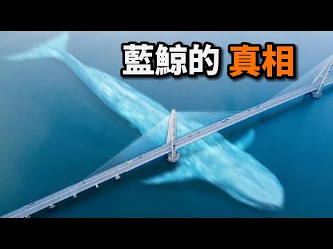 藍鯨之謎：世界上最大的動物，心跳竟然每分鐘僅有2次？藍鯨乳汁為何令人感到震撼？這頭海洋巨獸為何會變得如此龐大？