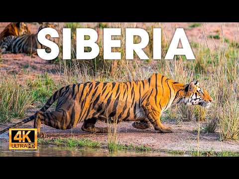 SIBERIA SALVAJE - El Refugio de los Depredadores Más Feroces #animalessalvajes