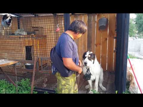 Напряженный момент! Или как приучить волкодава к наморднику.