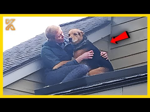 🐾🤣Funniest ANIMALS Videos 2025 That Will Blow Your Mind! 🚀