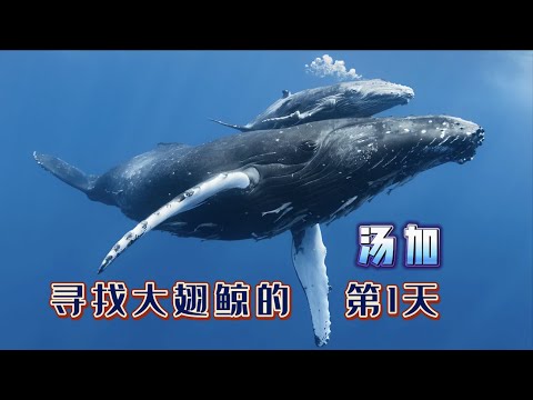 "Tonga" :After a few days of long-distance travel, I finally arrived at the spot to see the whales!