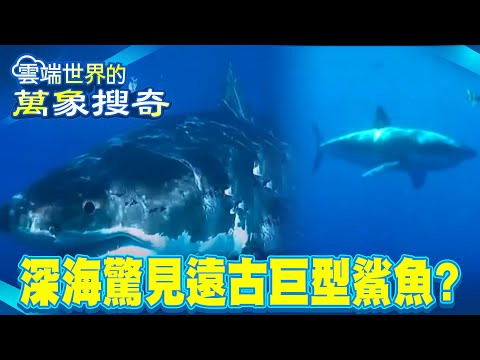 Exploration team dives into the deep sea and surprises an ancient giant shark?