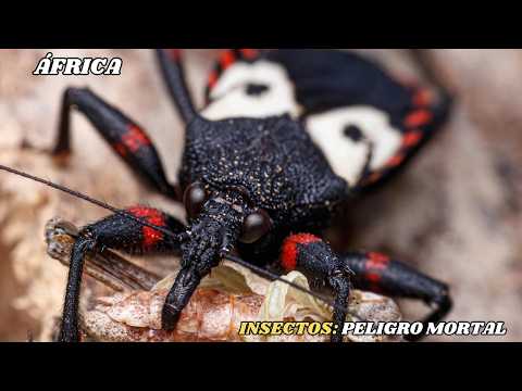 ÁFRICA: Los INSECTOS Mas LETALES y PELIGROSOS Del Planeta | Documental  Episodio1